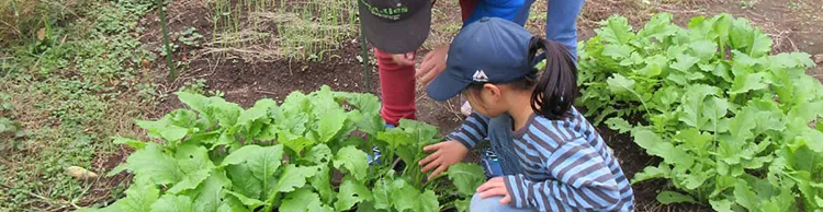 保護者の声畑で野菜の世話をする子ども