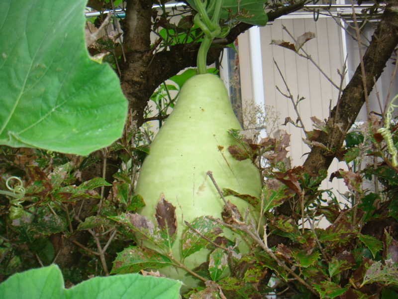 f:id:donkoro:20120919105759j:plain