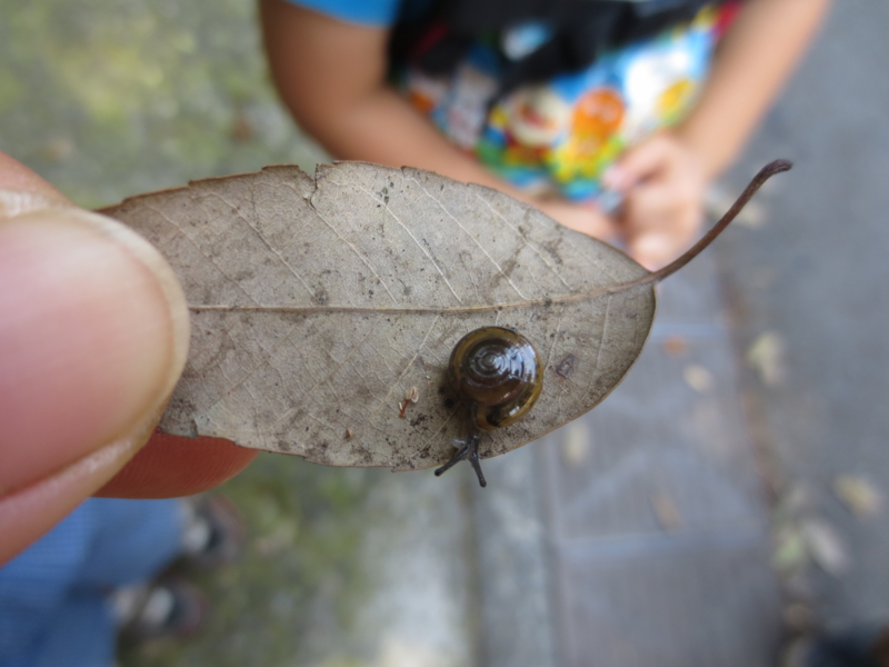 f:id:donkoro:20130718110520j:plain