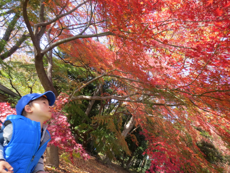 f:id:donkoro:20131127120221j:plain