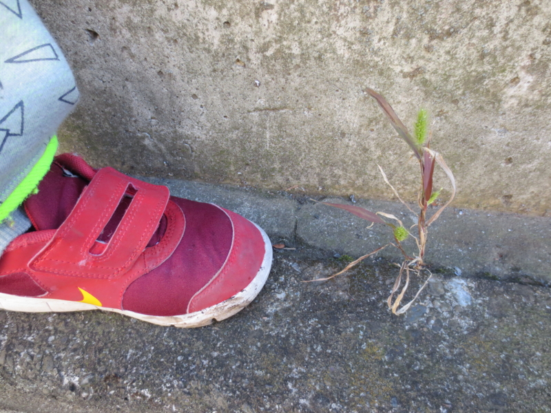 f:id:donkoro:20140106101655j:plain