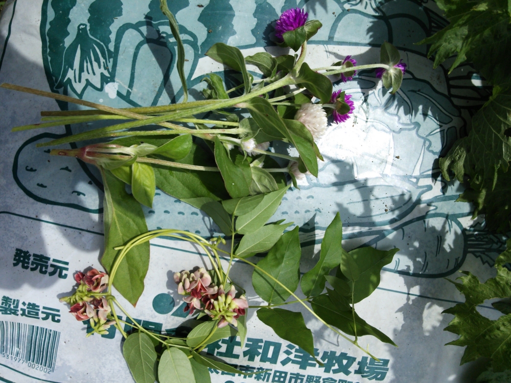 f:id:donkoro:20140813111355j:plain f:id:donkoro:20140813111355j:plain