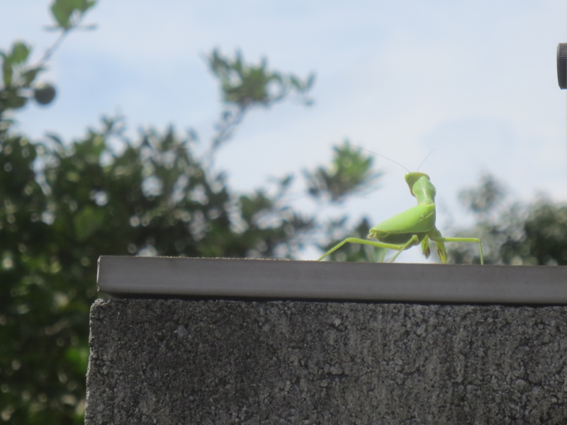 f:id:donkoro:20140905110135j:plain