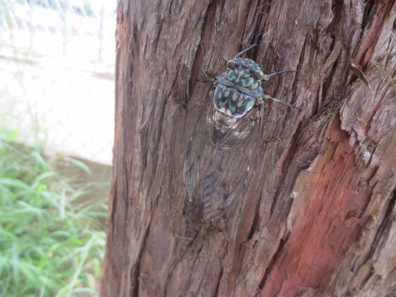 f:id:donkoro:20140905121236j:plain