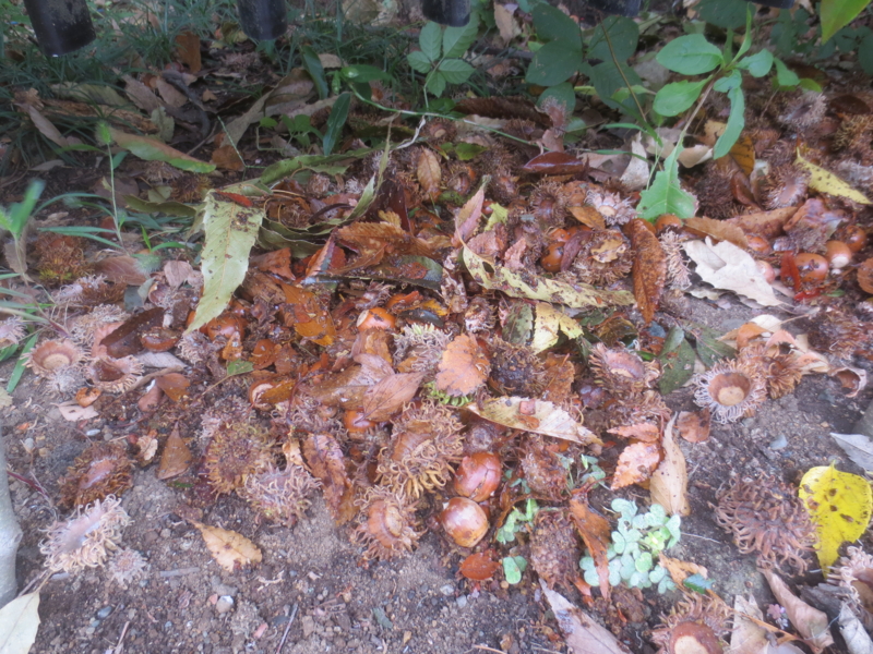 f:id:donkoro:20140925104646j:plain