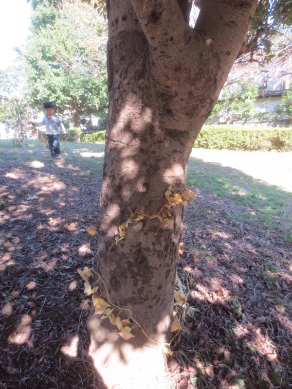 f:id:donkoro:20141114120847j:plain