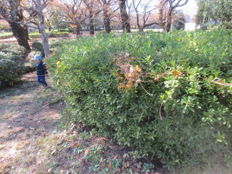 f:id:donkoro:20141114120914j:plain
