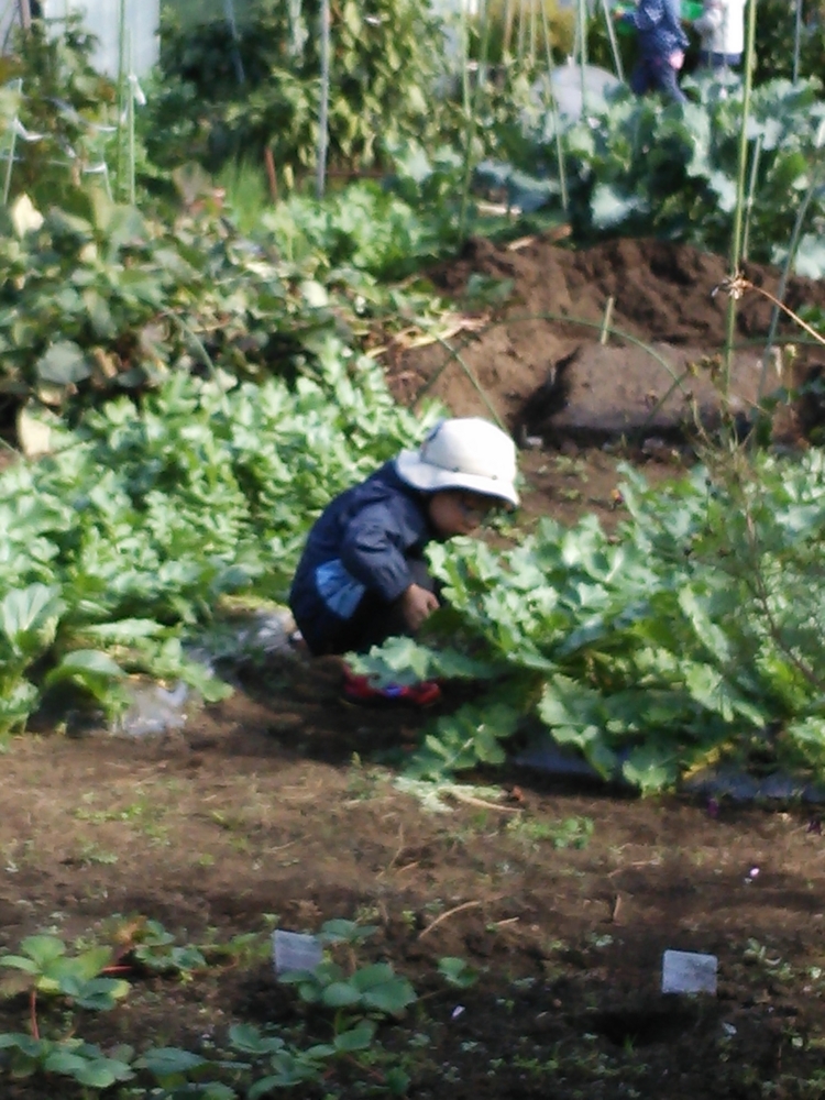 f:id:donkoro:20141117105857j:plain