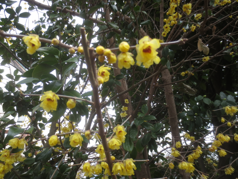 f:id:donkoro:20150107121743j:plain f:id:donkoro:20150107121743j:plain