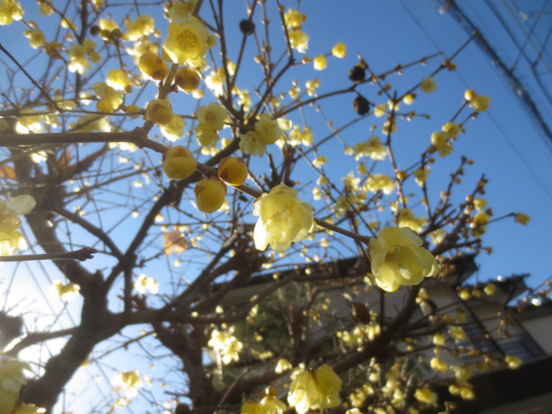 f:id:donkoro:20150128105058j:plain f:id:donkoro:20150128105058j:plain