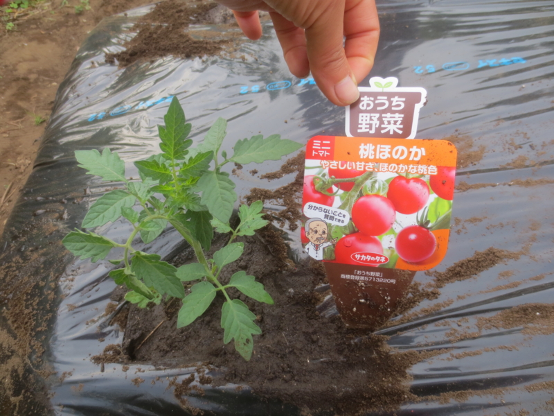 f:id:donkoro:20150515171350j:plain f:id:donkoro:20150515171350j:plain