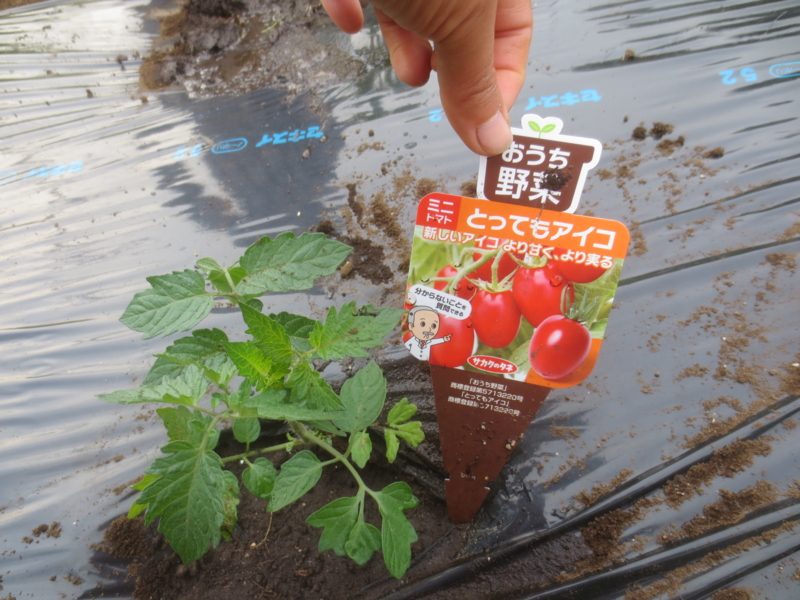 f:id:donkoro:20150515171401j:plain f:id:donkoro:20150515171401j:plain
