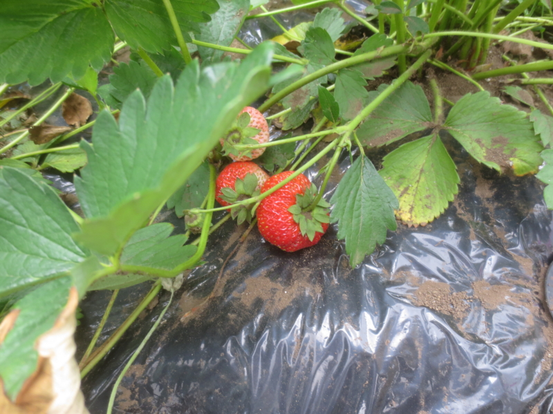 f:id:donkoro:20150518101739j:plain f:id:donkoro:20150518101739j:plain