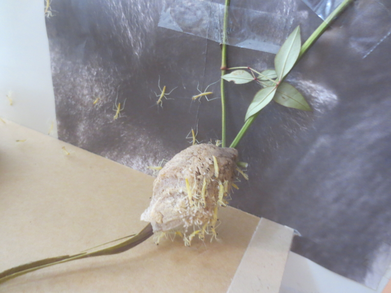 f:id:donkoro:20150518125206j:plain f:id:donkoro:20150518125206j:plain