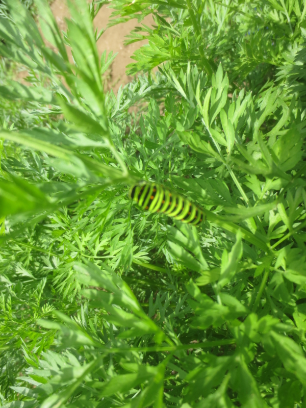 f:id:donkoro:20150525102122j:plain f:id:donkoro:20150525102122j:plain