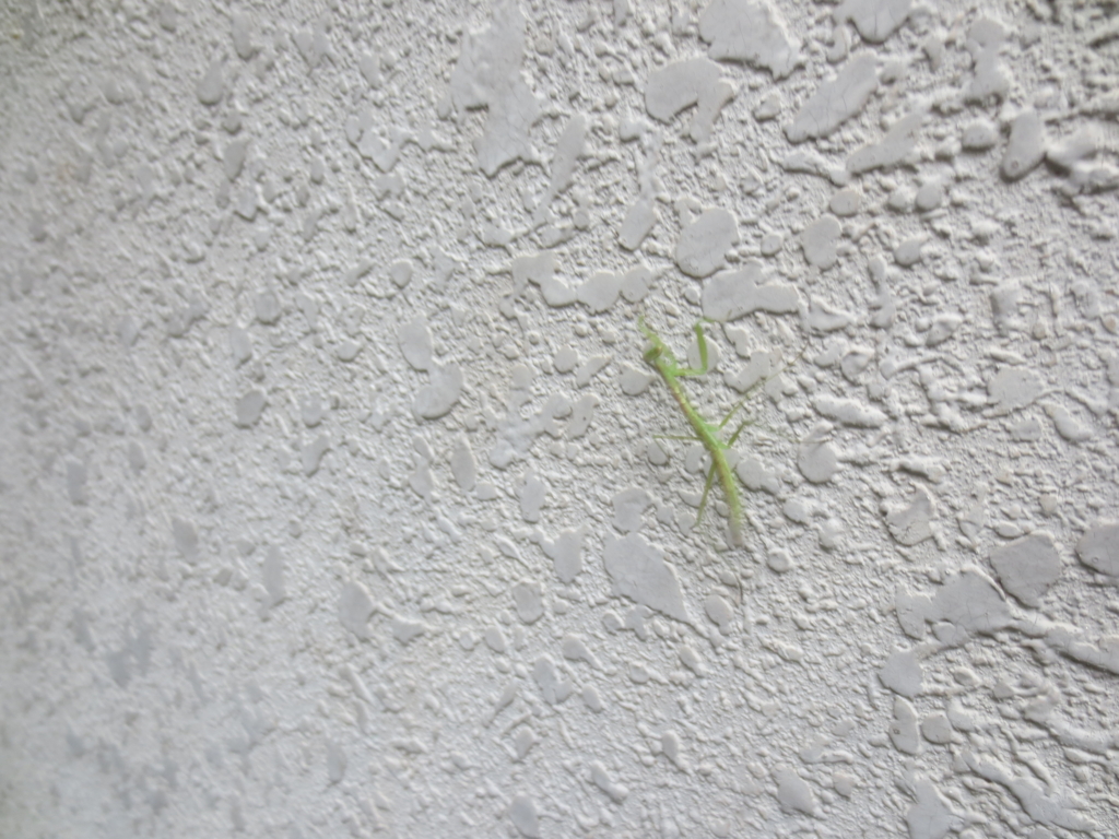 f:id:donkoro:20150701105100j:plain f:id:donkoro:20150701105100j:plain