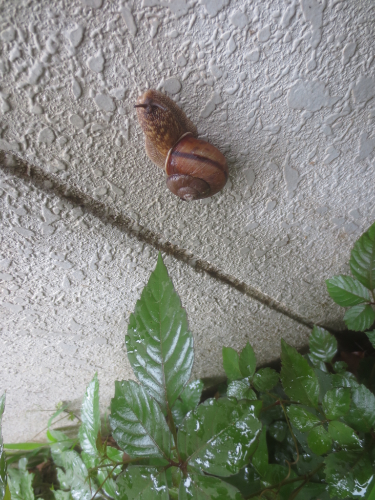 f:id:donkoro:20150701105300j:plain f:id:donkoro:20150701105300j:plain