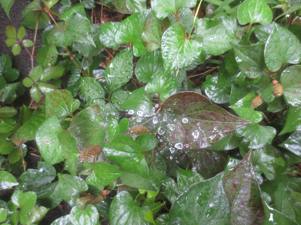 f:id:donkoro:20150701105646j:plain f:id:donkoro:20150701105646j:plain