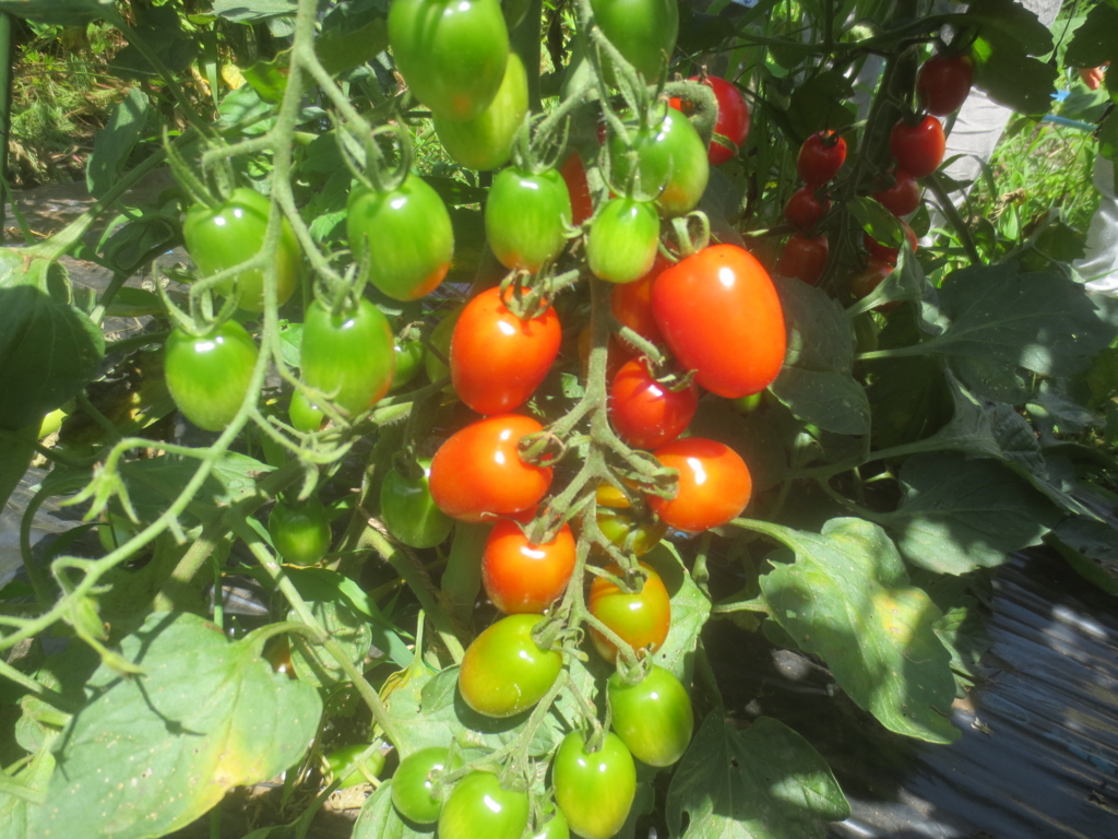 f:id:donkoro:20150713101320j:plain f:id:donkoro:20150713101320j:plain