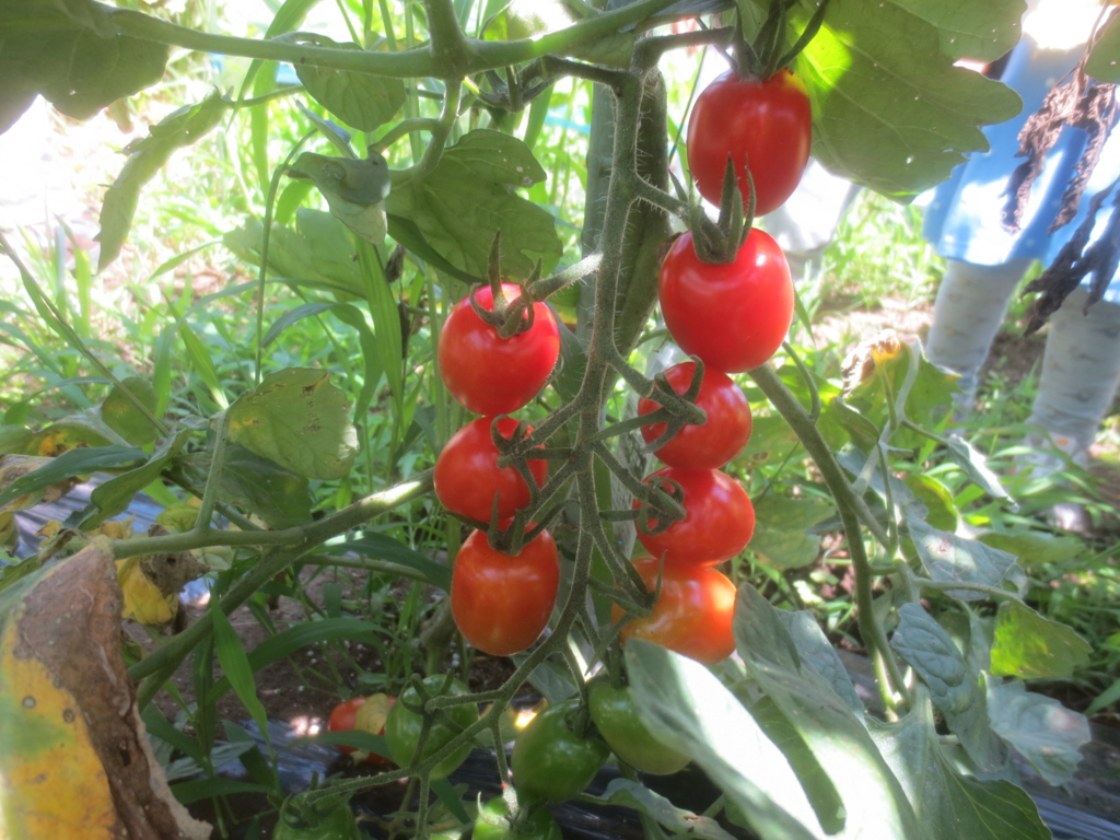 f:id:donkoro:20150713101326j:plain f:id:donkoro:20150713101326j:plain
