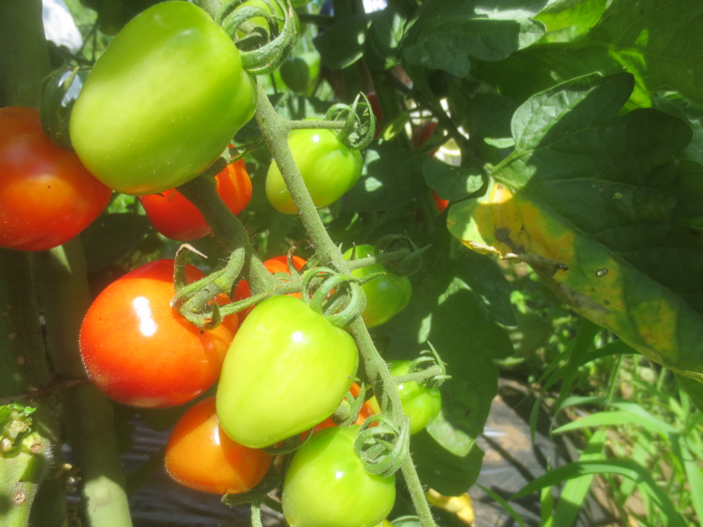 f:id:donkoro:20150713101332j:plain f:id:donkoro:20150713101332j:plain