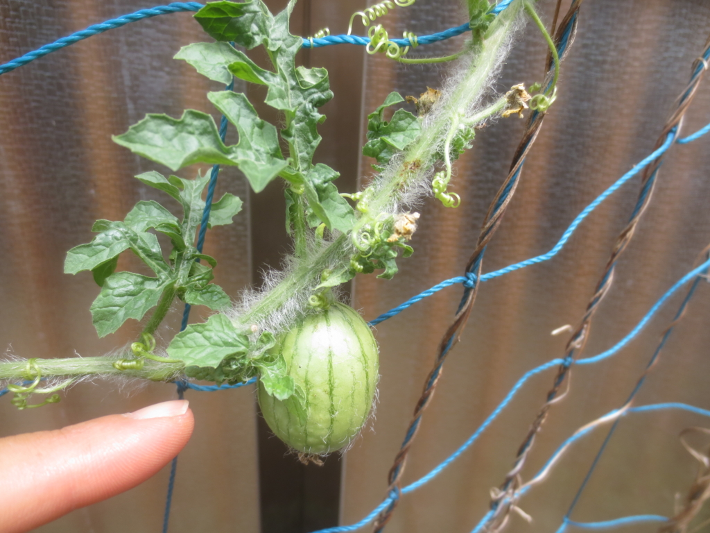 f:id:donkoro:20150715101518j:plain f:id:donkoro:20150715101518j:plain