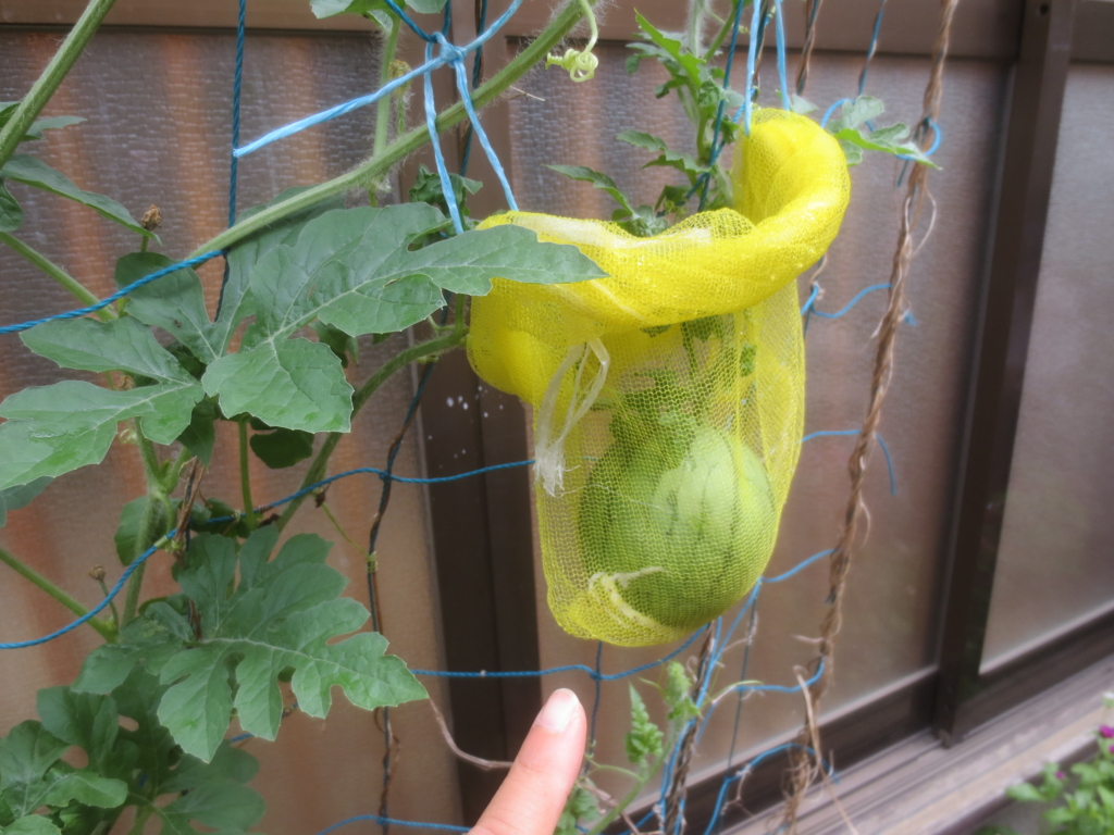 f:id:donkoro:20150723101211j:plain f:id:donkoro:20150723101211j:plain