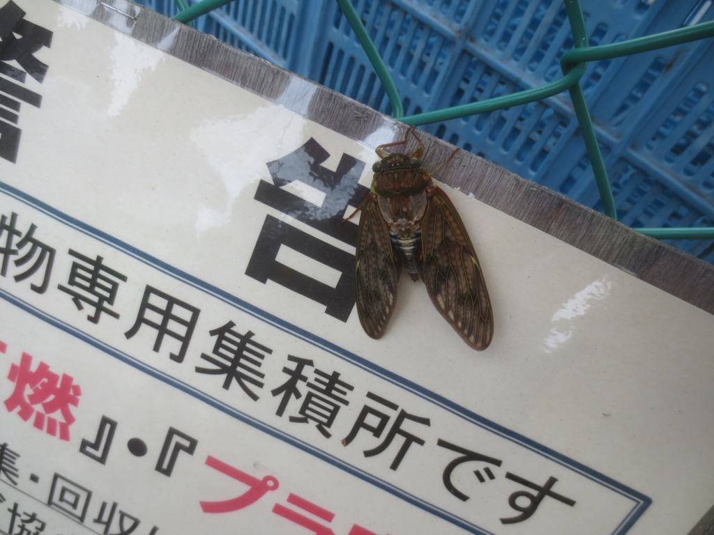 f:id:donkoro:20150723111141j:plain f:id:donkoro:20150723111141j:plain