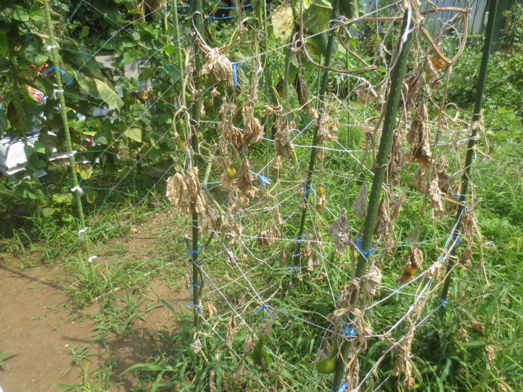 f:id:donkoro:20150727103546j:plain f:id:donkoro:20150727103546j:plain
