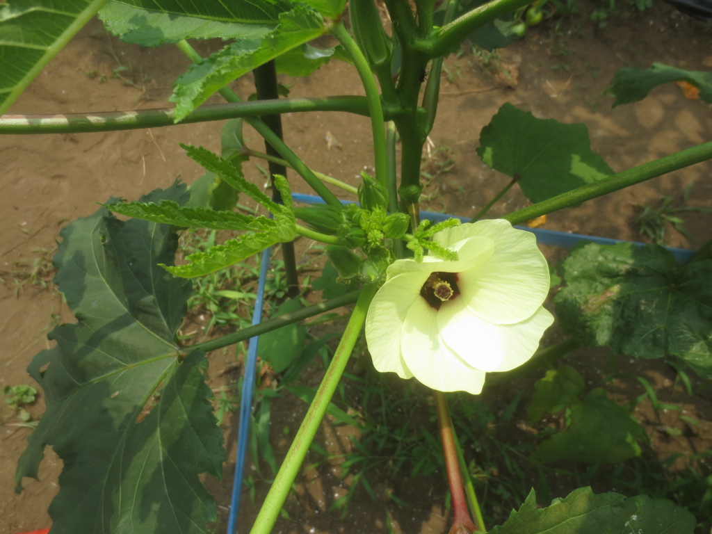 f:id:donkoro:20150727105313j:plain f:id:donkoro:20150727105313j:plain