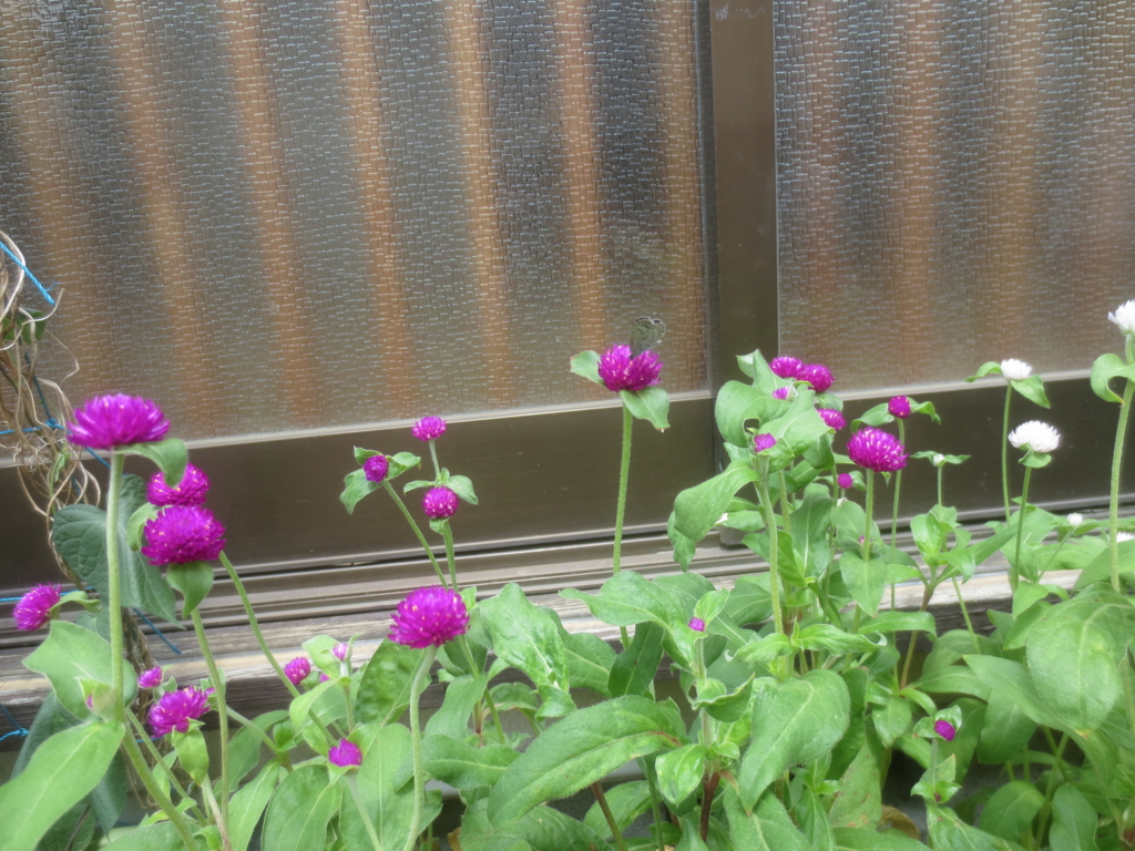 f:id:donkoro:20150729111730j:plain f:id:donkoro:20150729111730j:plain
