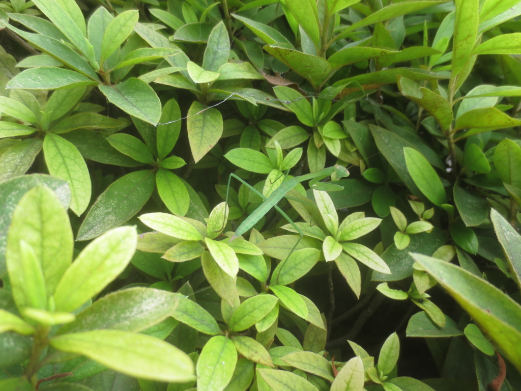 f:id:donkoro:20150729122153j:plain