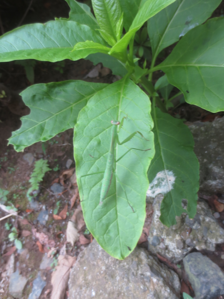 f:id:donkoro:20150729122159j:plain