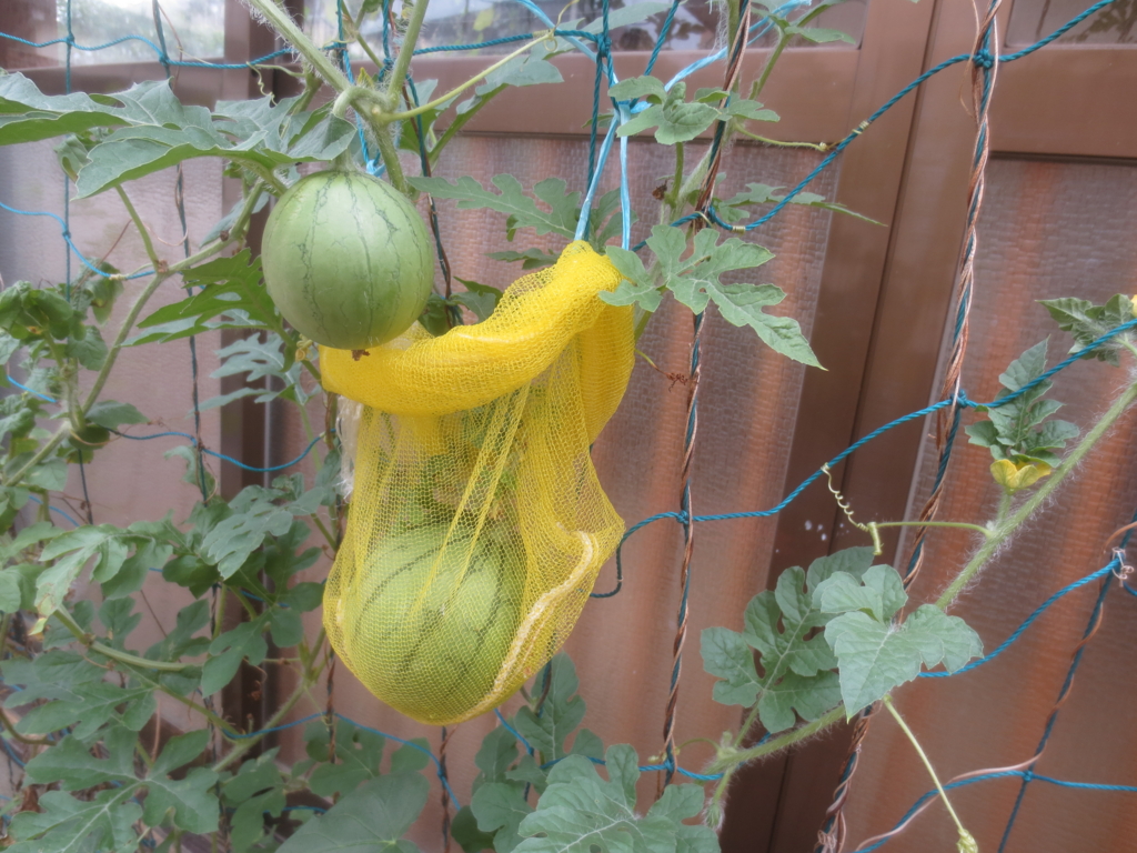 f:id:donkoro:20150729123039j:plain f:id:donkoro:20150729123039j:plain