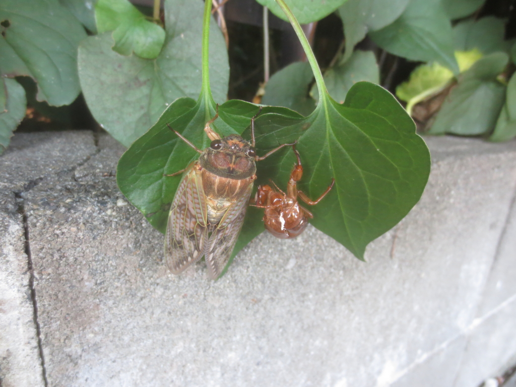 f:id:donkoro:20150806082210j:plain f:id:donkoro:20150806082210j:plain