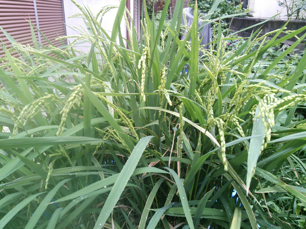 f:id:donkoro:20150820090338j:plain f:id:donkoro:20150820090338j:plain