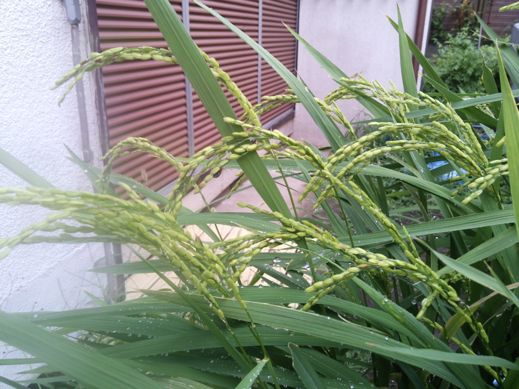 f:id:donkoro:20150820090343j:plain f:id:donkoro:20150820090343j:plain