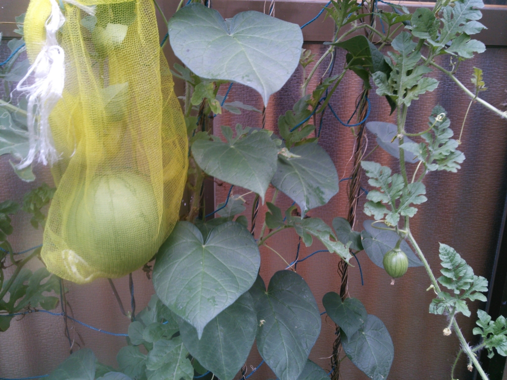 f:id:donkoro:20150820090427j:plain f:id:donkoro:20150820090427j:plain