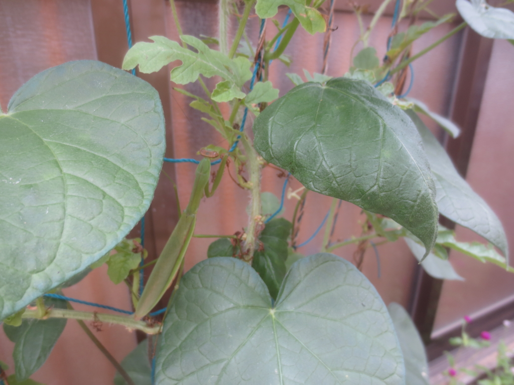 f:id:donkoro:20150825095123j:plain f:id:donkoro:20150825095123j:plain