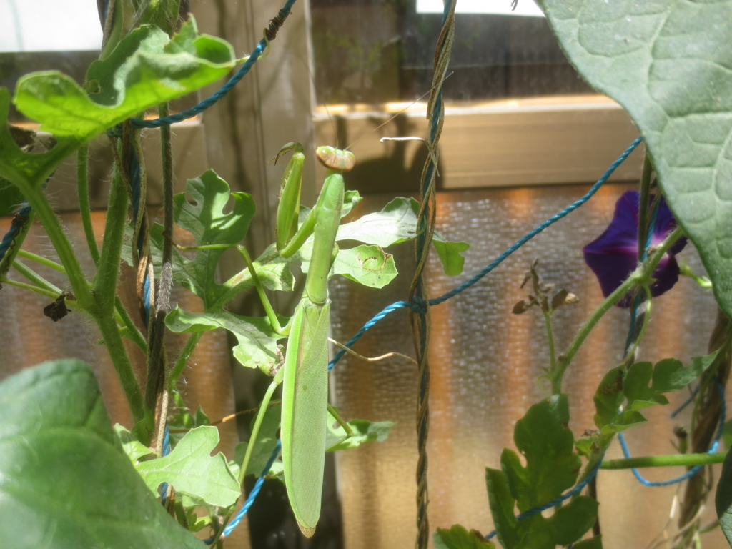 f:id:donkoro:20150827101354j:plain f:id:donkoro:20150827101354j:plain