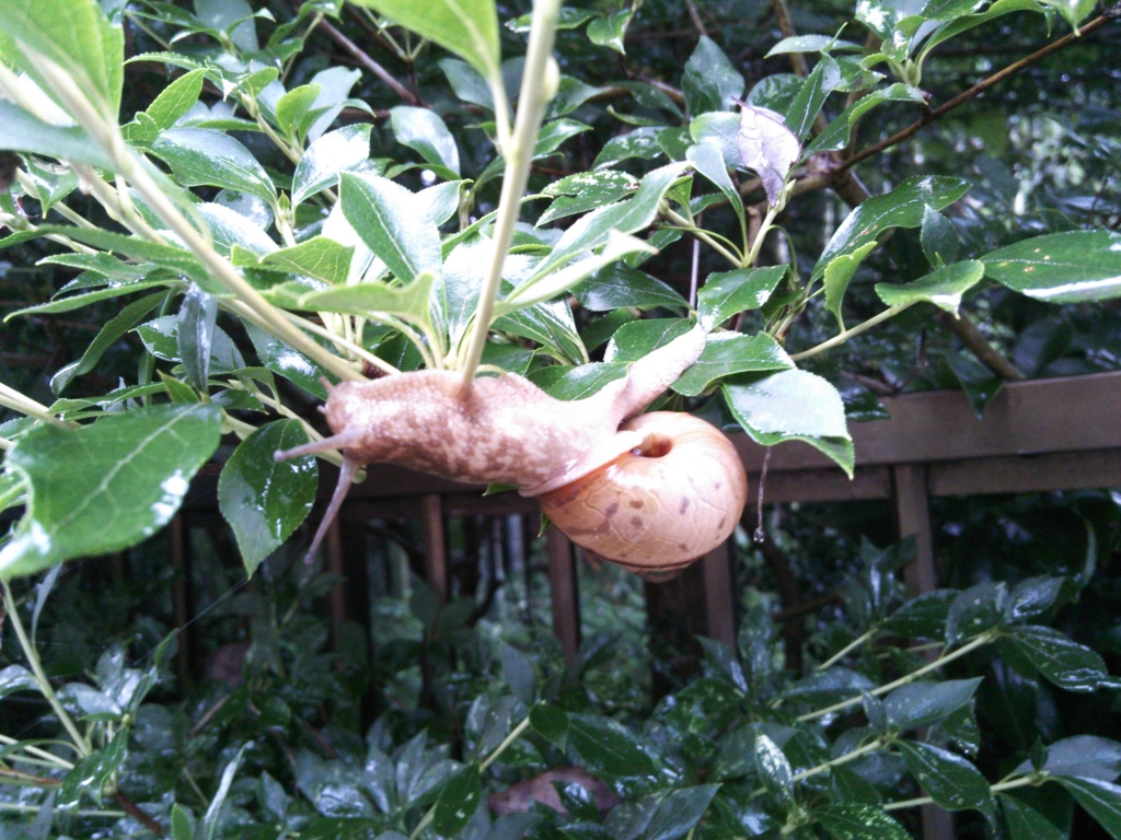 f:id:donkoro:20150831113243j:plain f:id:donkoro:20150831113243j:plain