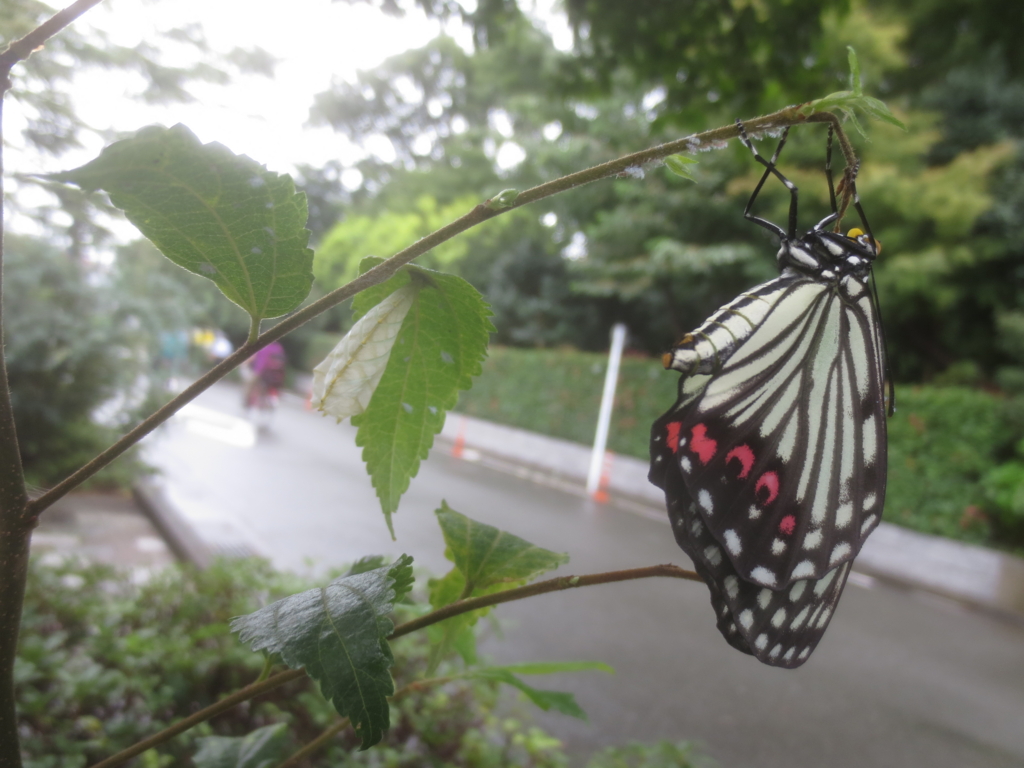 f:id:donkoro:20150910105514j:plain f:id:donkoro:20150910105514j:plain