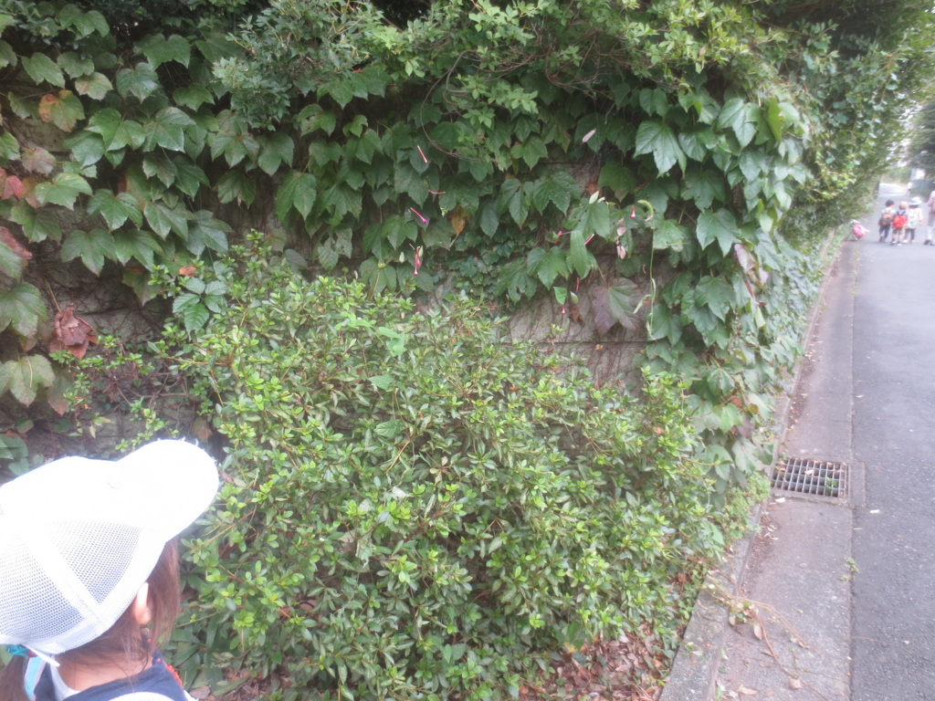 f:id:donkoro:20150924111606j:plain f:id:donkoro:20150924111606j:plain