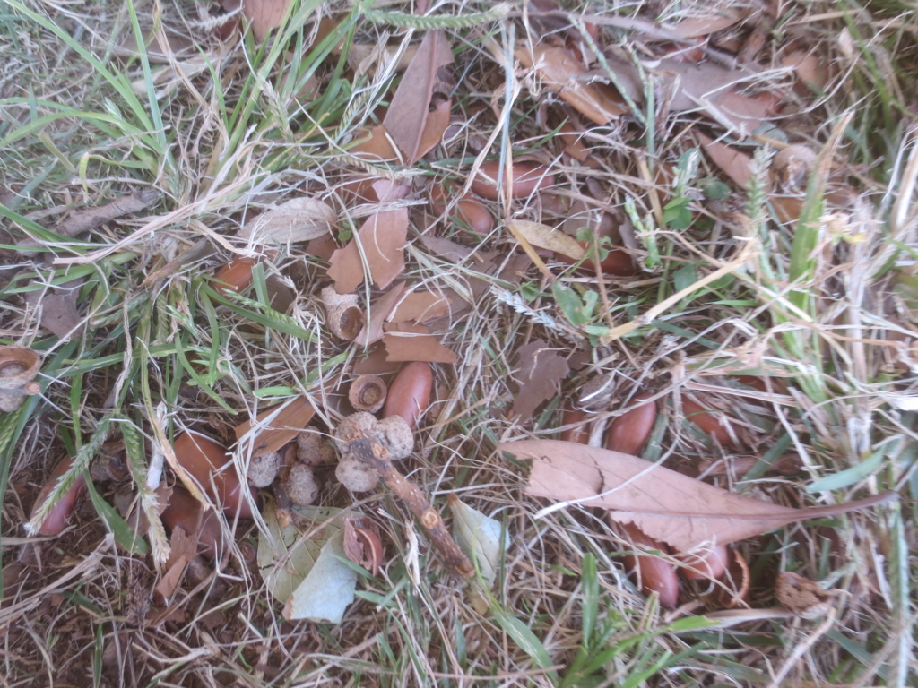 f:id:donkoro:20151026111339j:plain