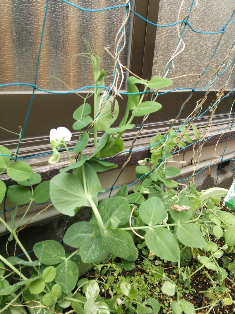 f:id:donkoro:20160401085238j:plain