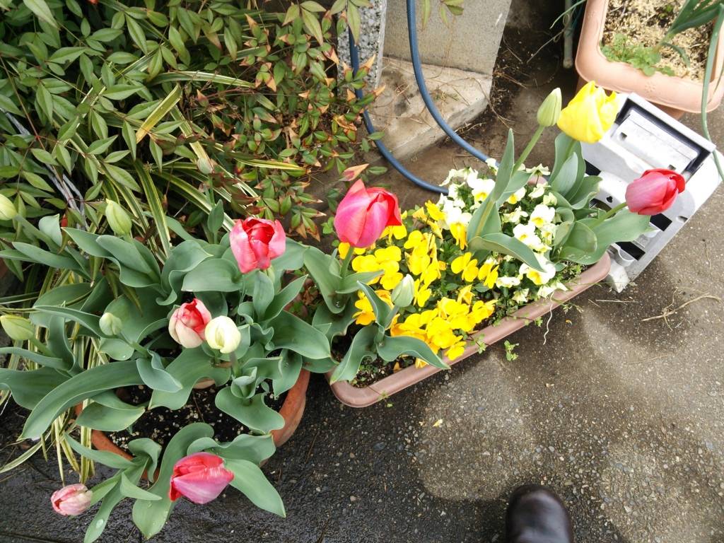f:id:donkoro:20160405160350j:plain