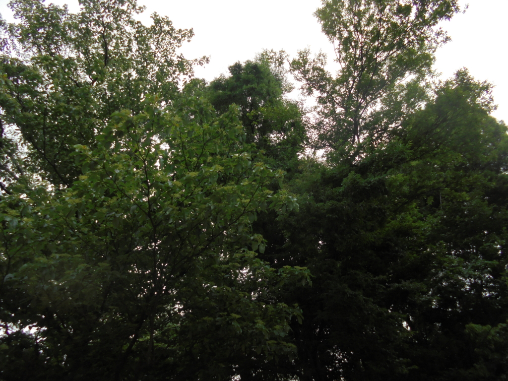 f:id:donkoro:20160516114610j:plain