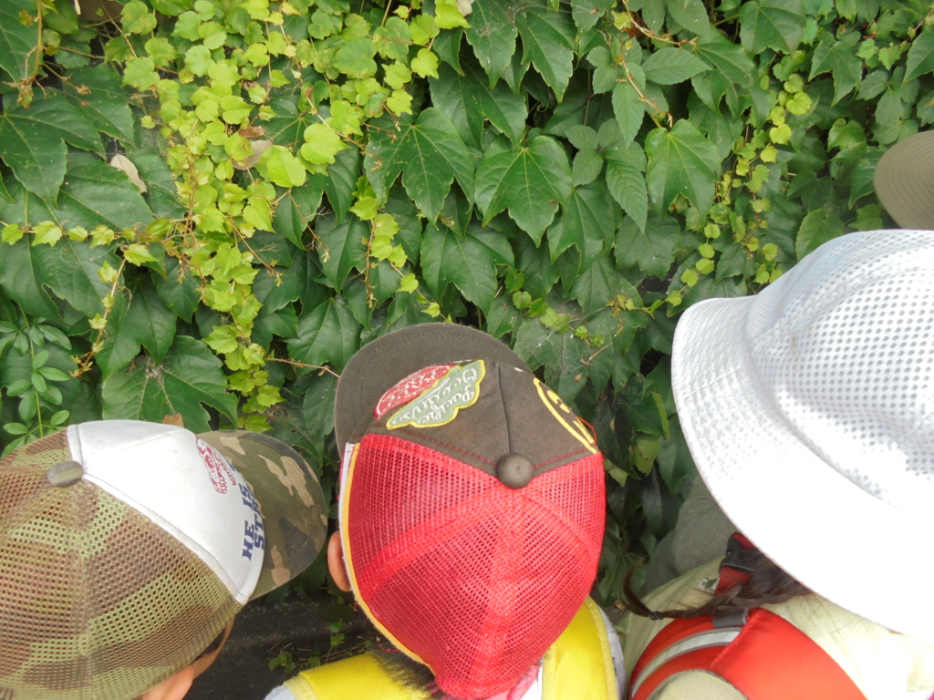 f:id:donkoro:20160708122135j:plain f:id:donkoro:20160708122135j:plain