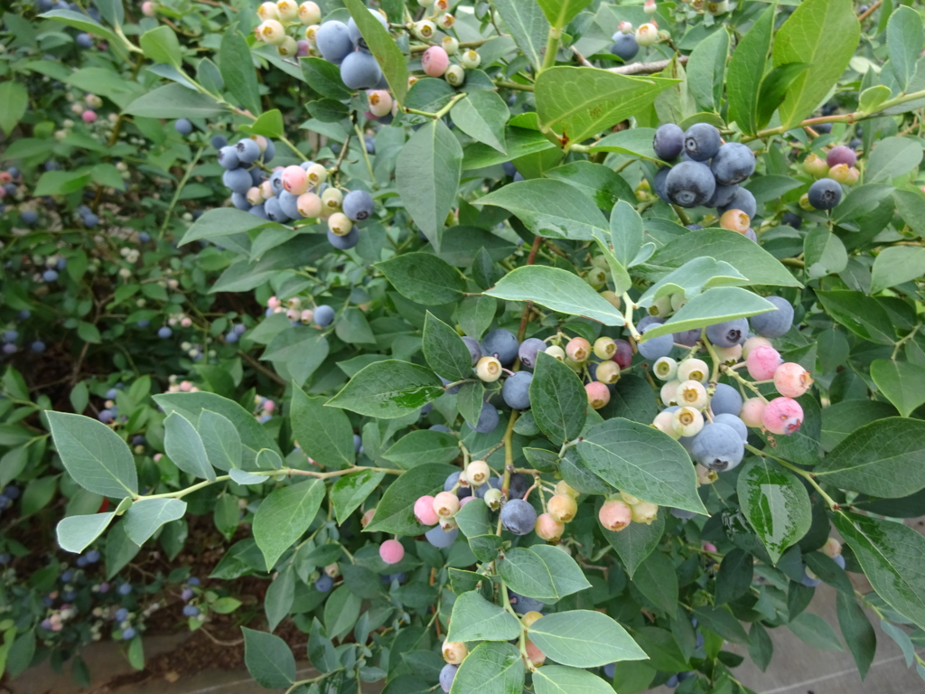 f:id:donkoro:20160713102705j:plain f:id:donkoro:20160713102705j:plain