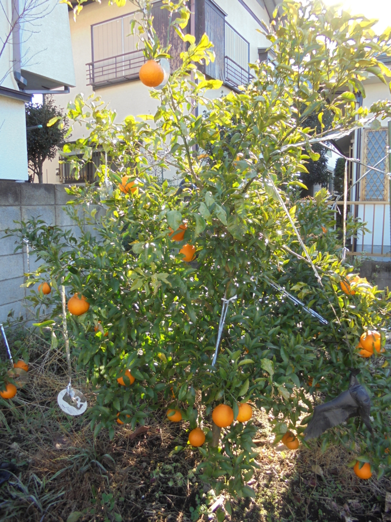 f:id:donkoro:20170111100525j:plain f:id:donkoro:20170111100525j:plain